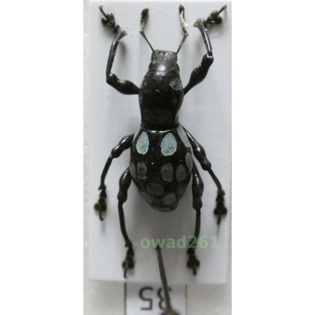 Pachyrrhynchus congestus robustus female Philippines35